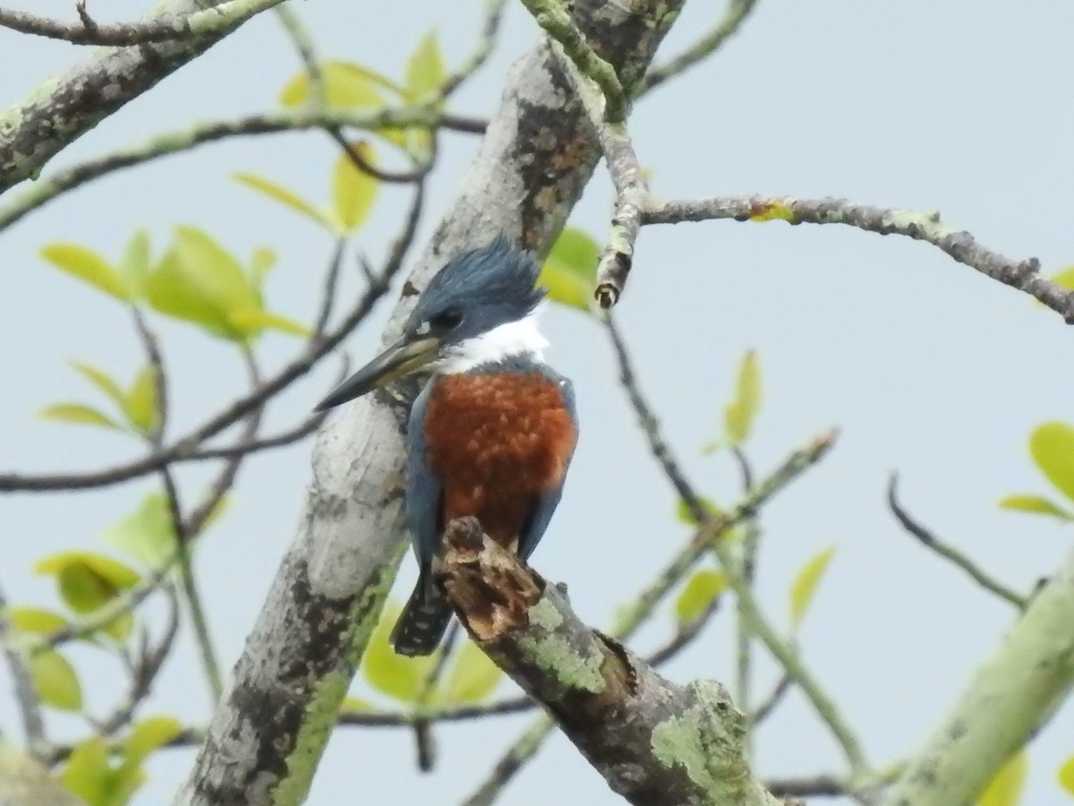 Ringed Kingfisher - Juan Carlos🦉 Crespo