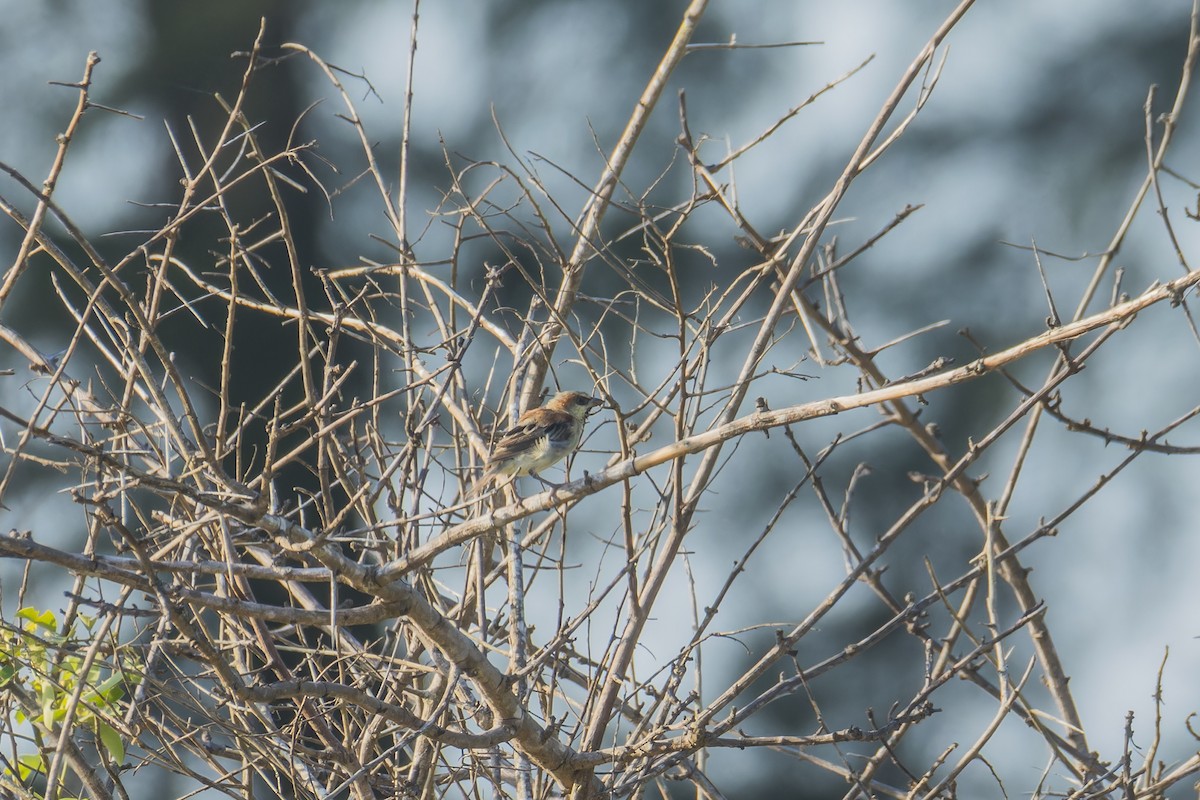 Plain-backed Sparrow - ML622859766