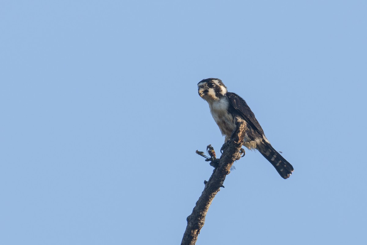Black-thighed Falconet - ML622859772