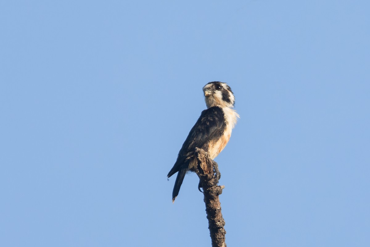 Black-thighed Falconet - ML622859773