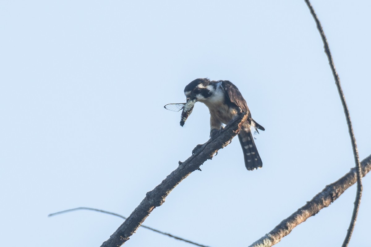 Black-thighed Falconet - ML622859774
