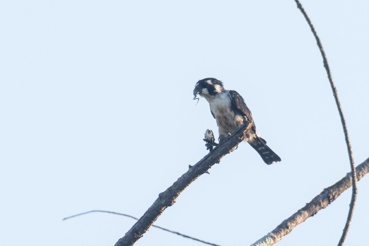 Black-thighed Falconet - ML622859775