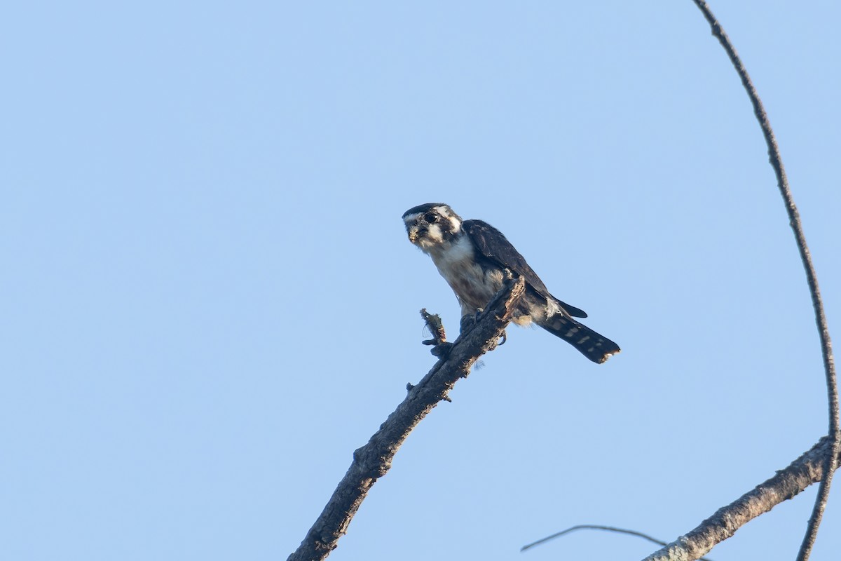 Black-thighed Falconet - ML622859776