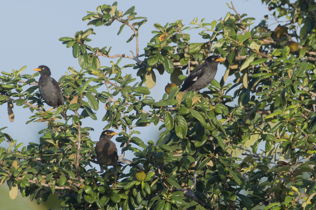 Javan Myna - ML622859780