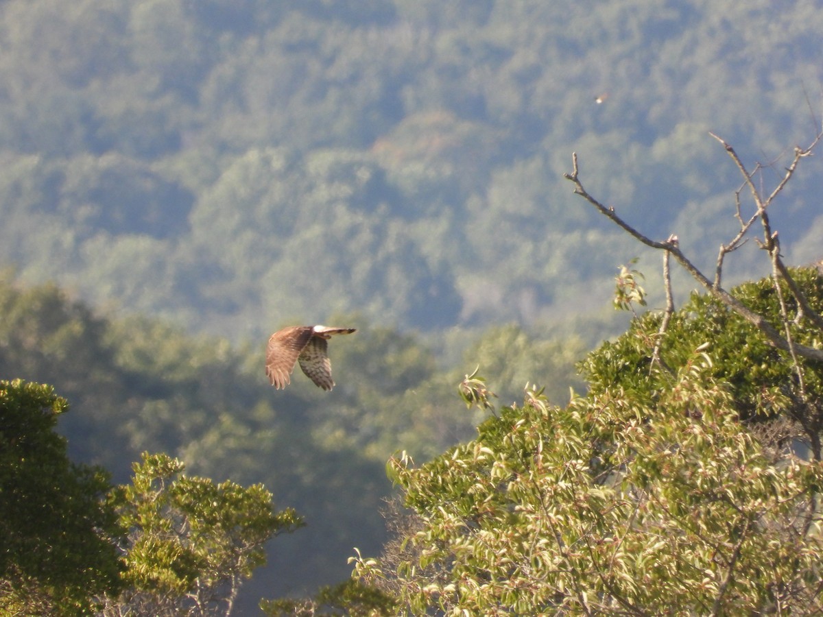 Northern Harrier - ML622859781