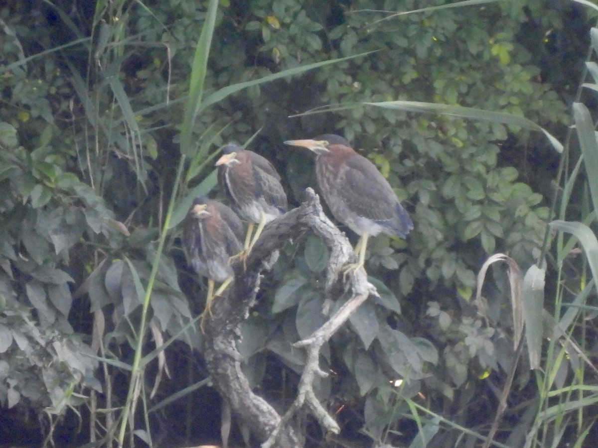 Green Heron - ML622859783