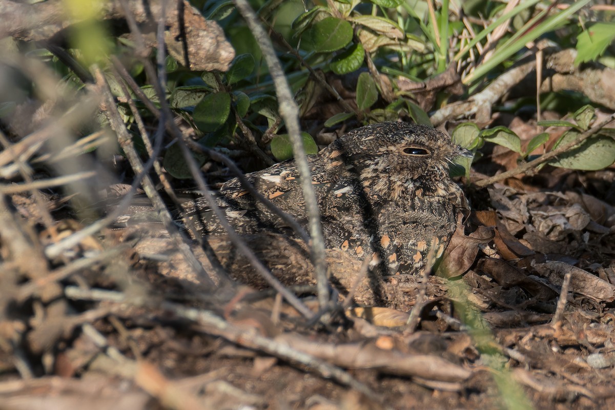 Savanna Nightjar (Sunda) - ML622859786