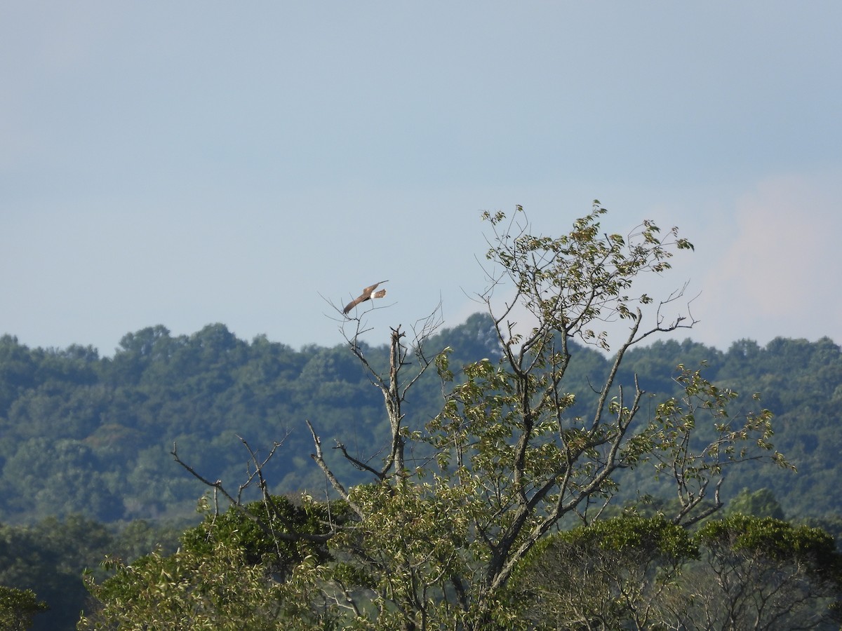 Northern Harrier - ML622859791