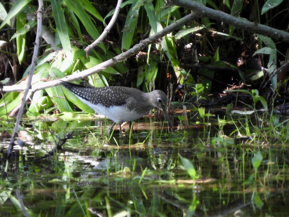 Solitary Sandpiper - ML622859794