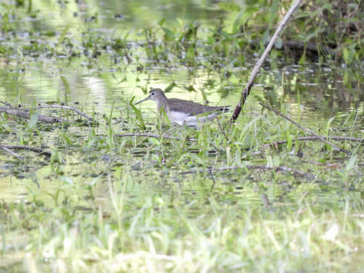 Solitary Sandpiper - ML622859795