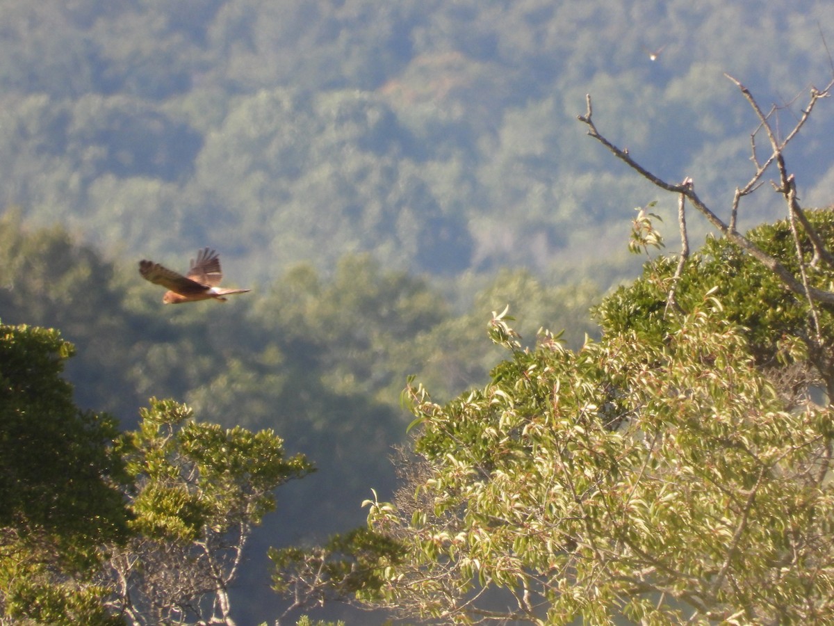 Northern Harrier - ML622859806