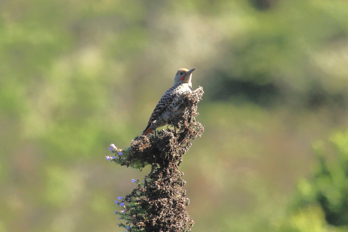 Northern Flicker (Red-shafted) - ML622859847