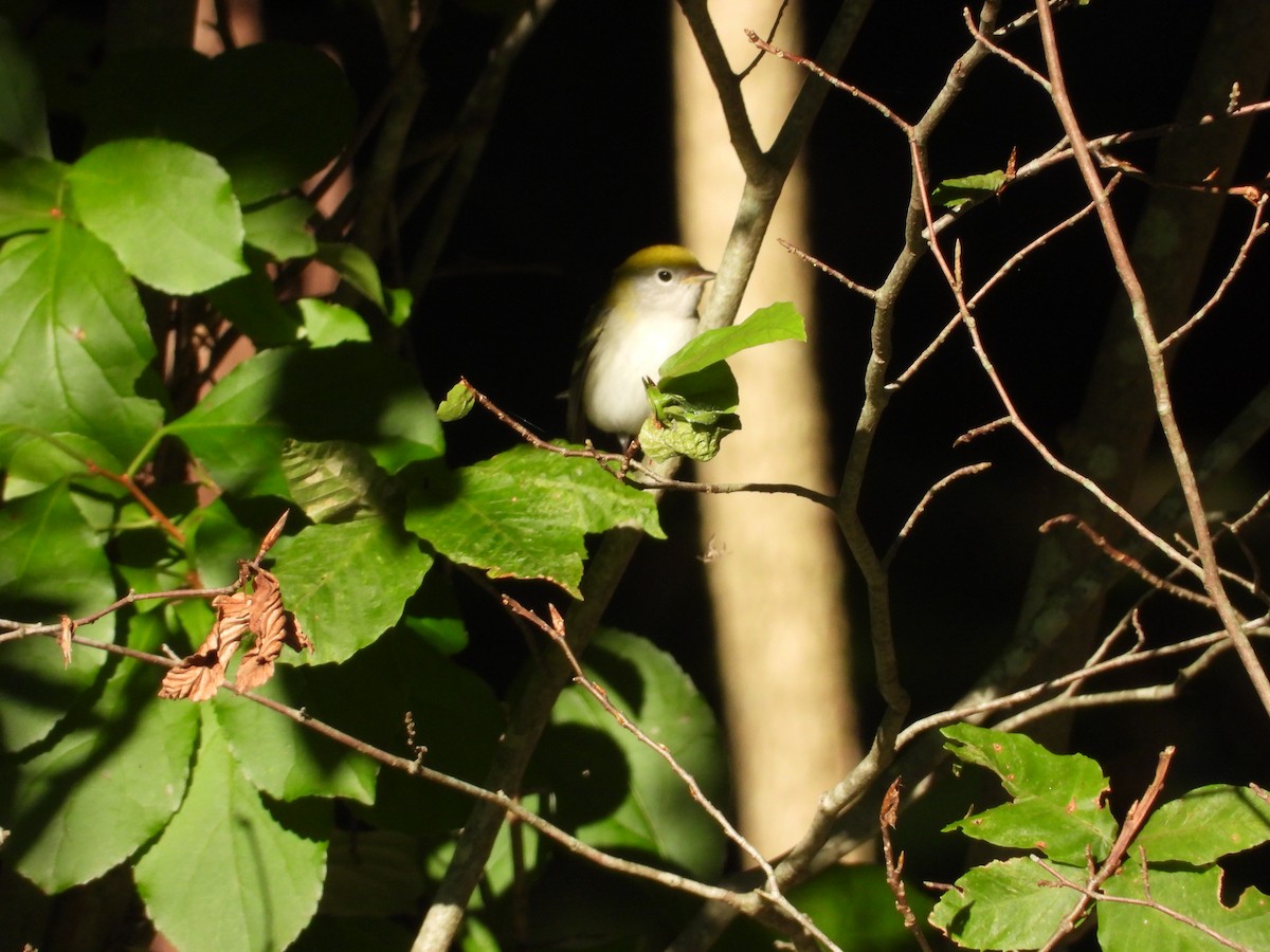 Chestnut-sided Warbler - ML622859899