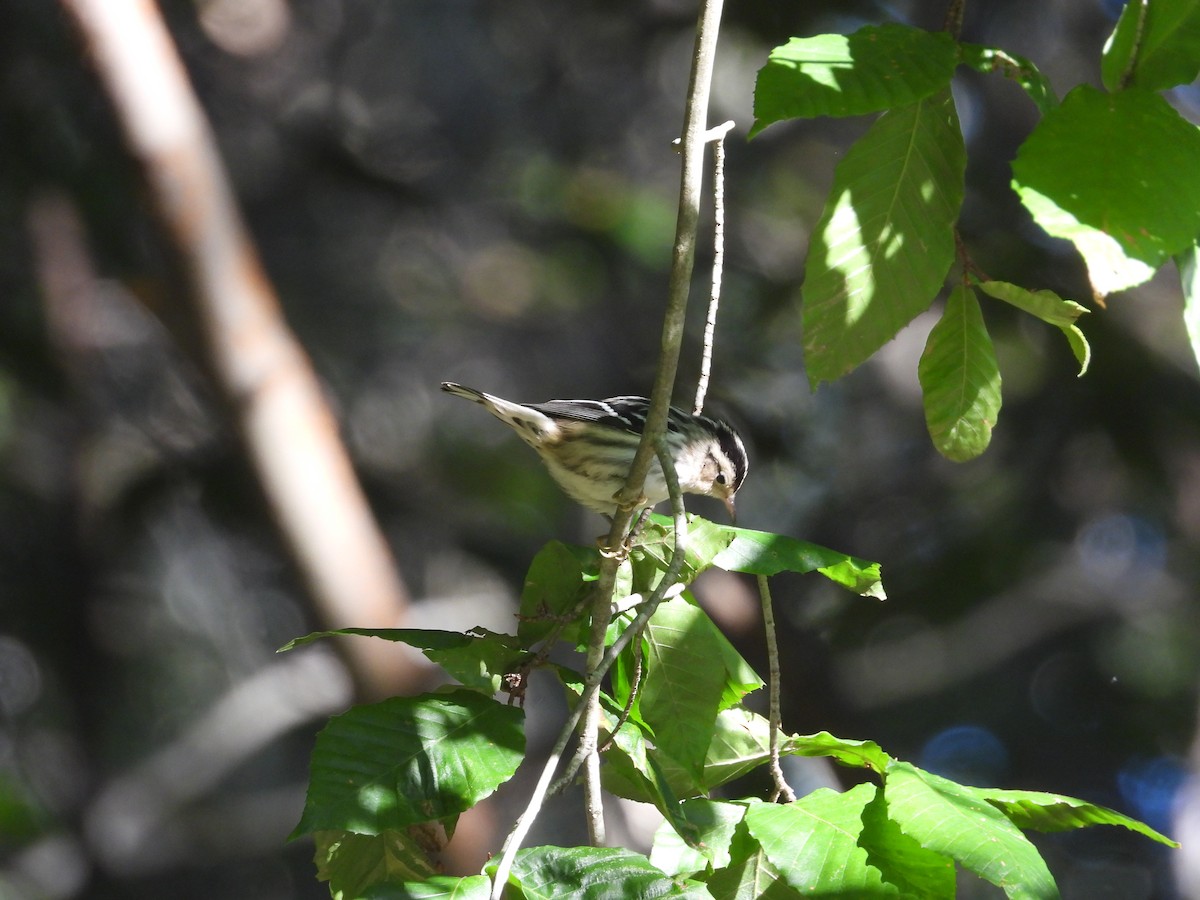 Black-and-white Warbler - Christina G