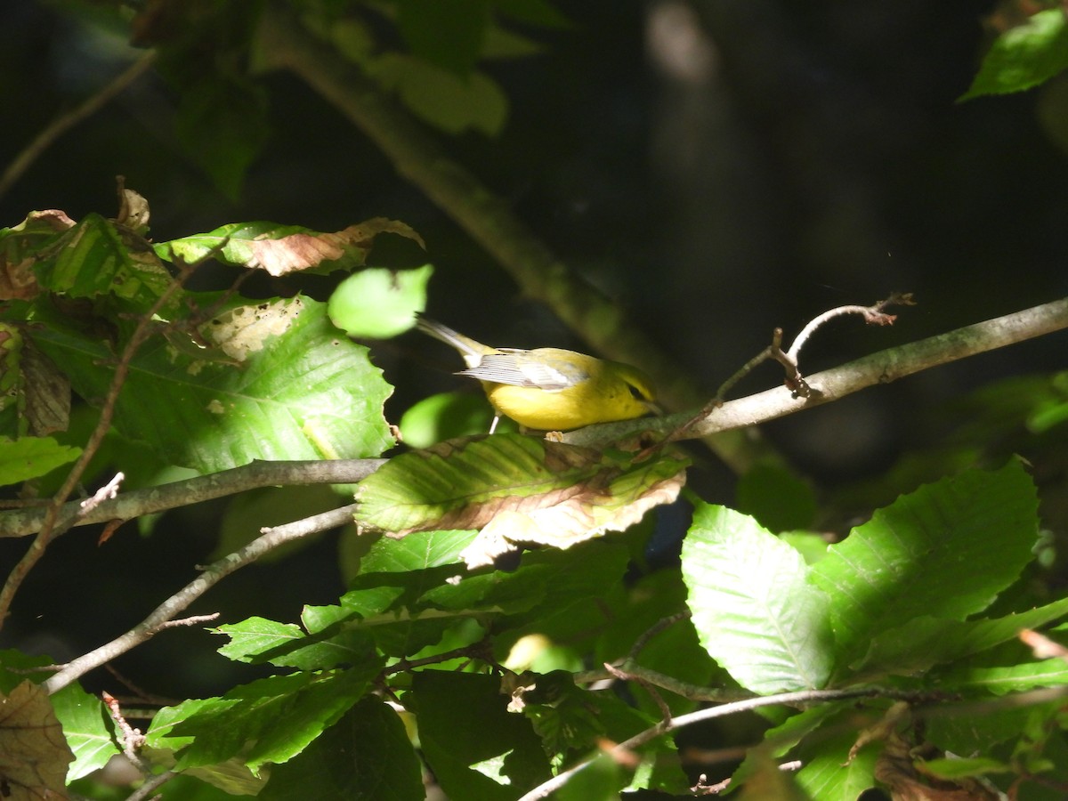 Blue-winged Warbler - ML622859964