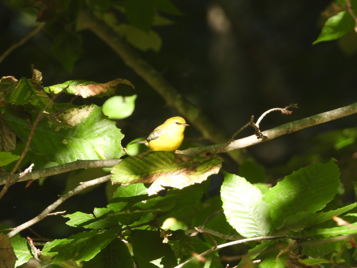 Blue-winged Warbler - Christina G