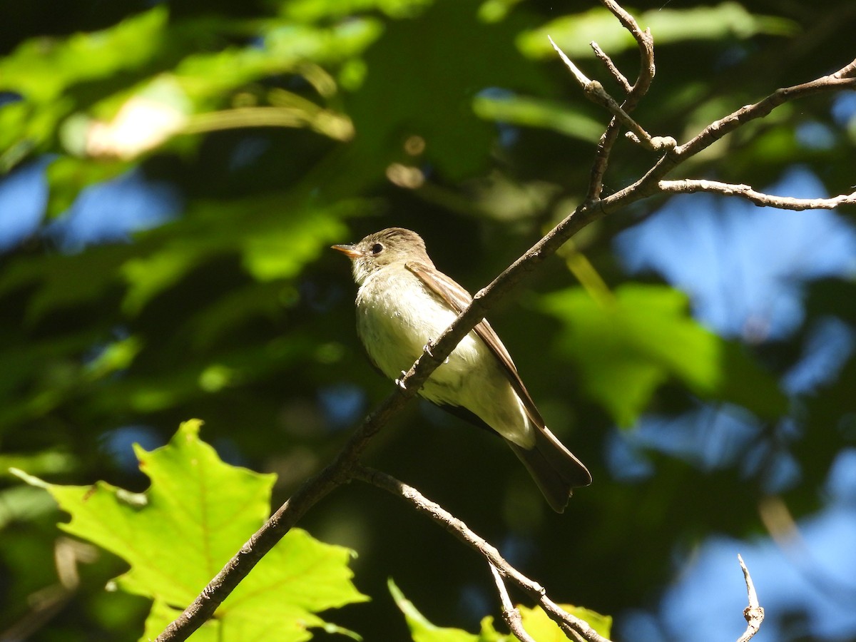 Eastern Wood-Pewee - ML622859983