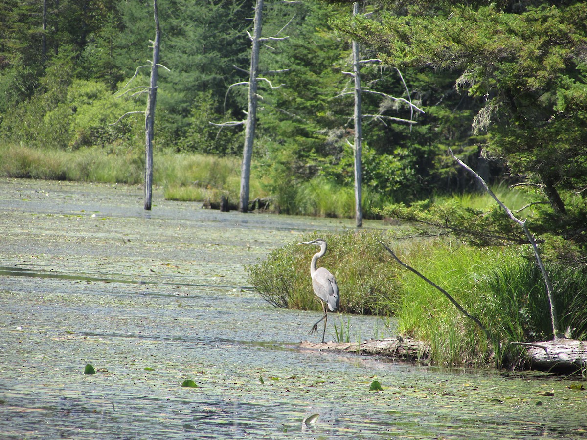 Great Blue Heron - ML622859988