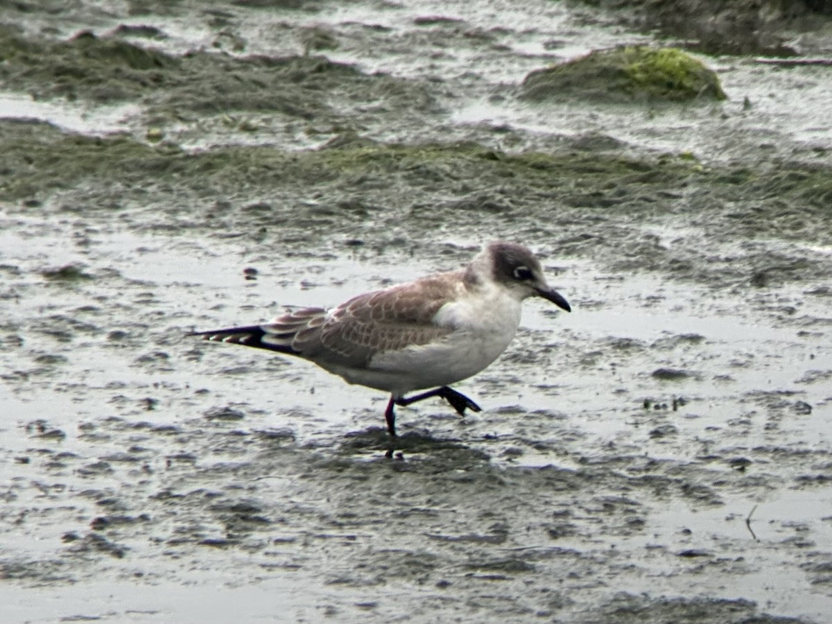 Franklin's Gull - ML622859993