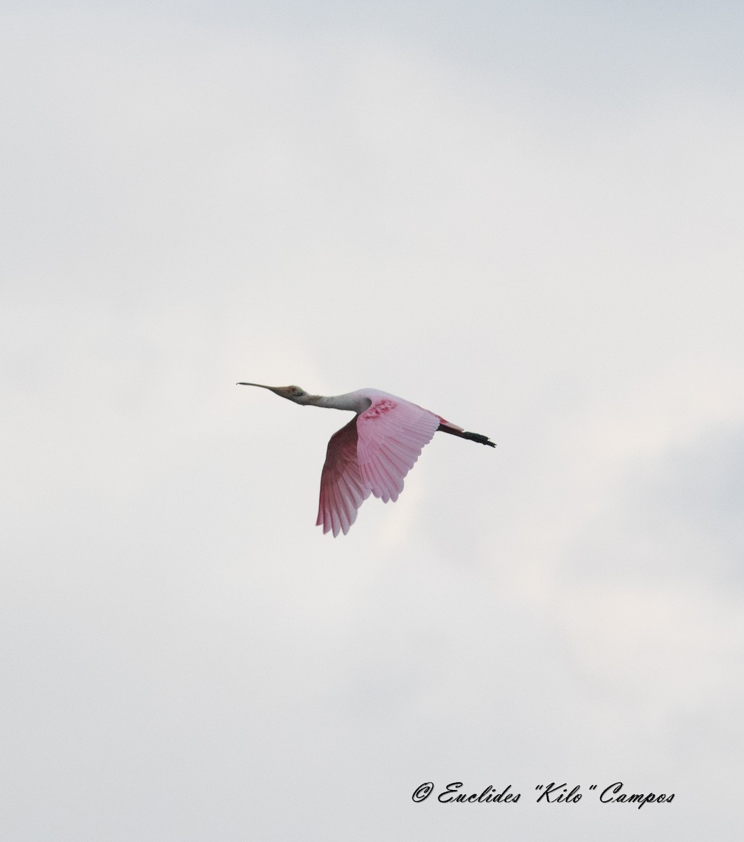 Roseate Spoonbill - Euclides "Kilo" Campos