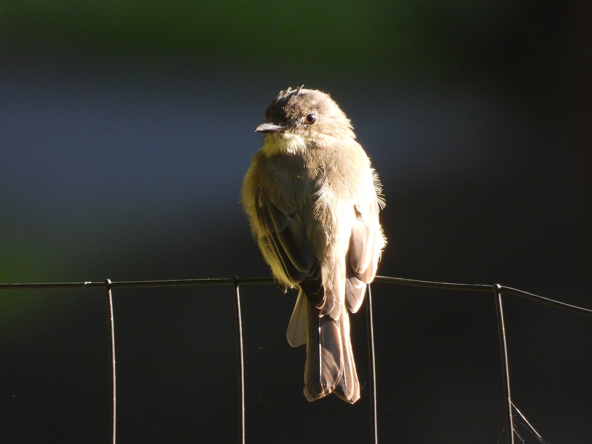 Eastern Phoebe - ML622860003