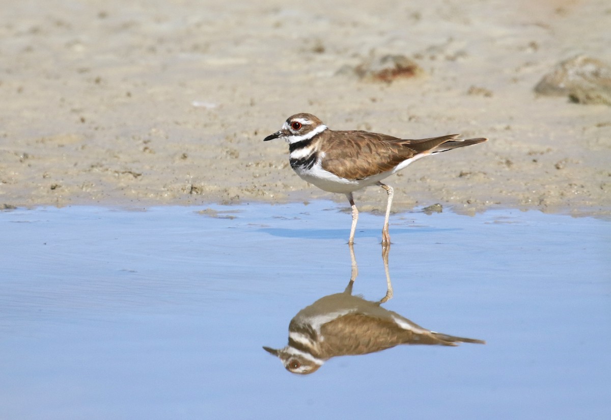 Killdeer - ML622860005