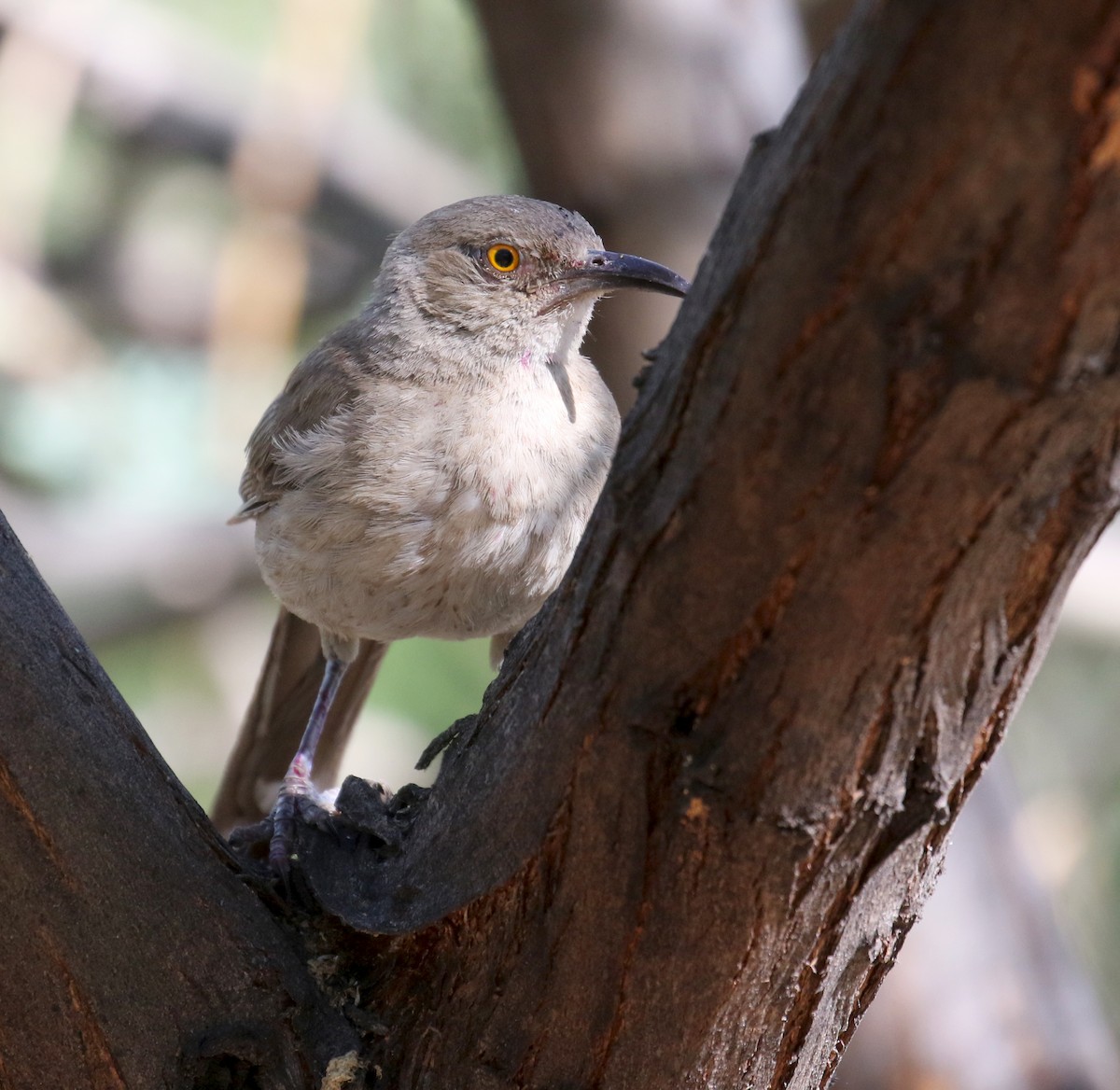 Curve-billed Thrasher - ML622860006