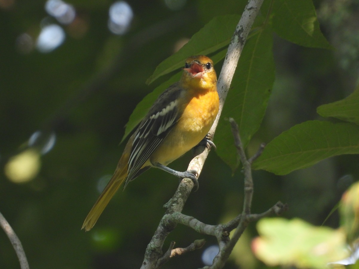 Baltimore Oriole - ML622860039