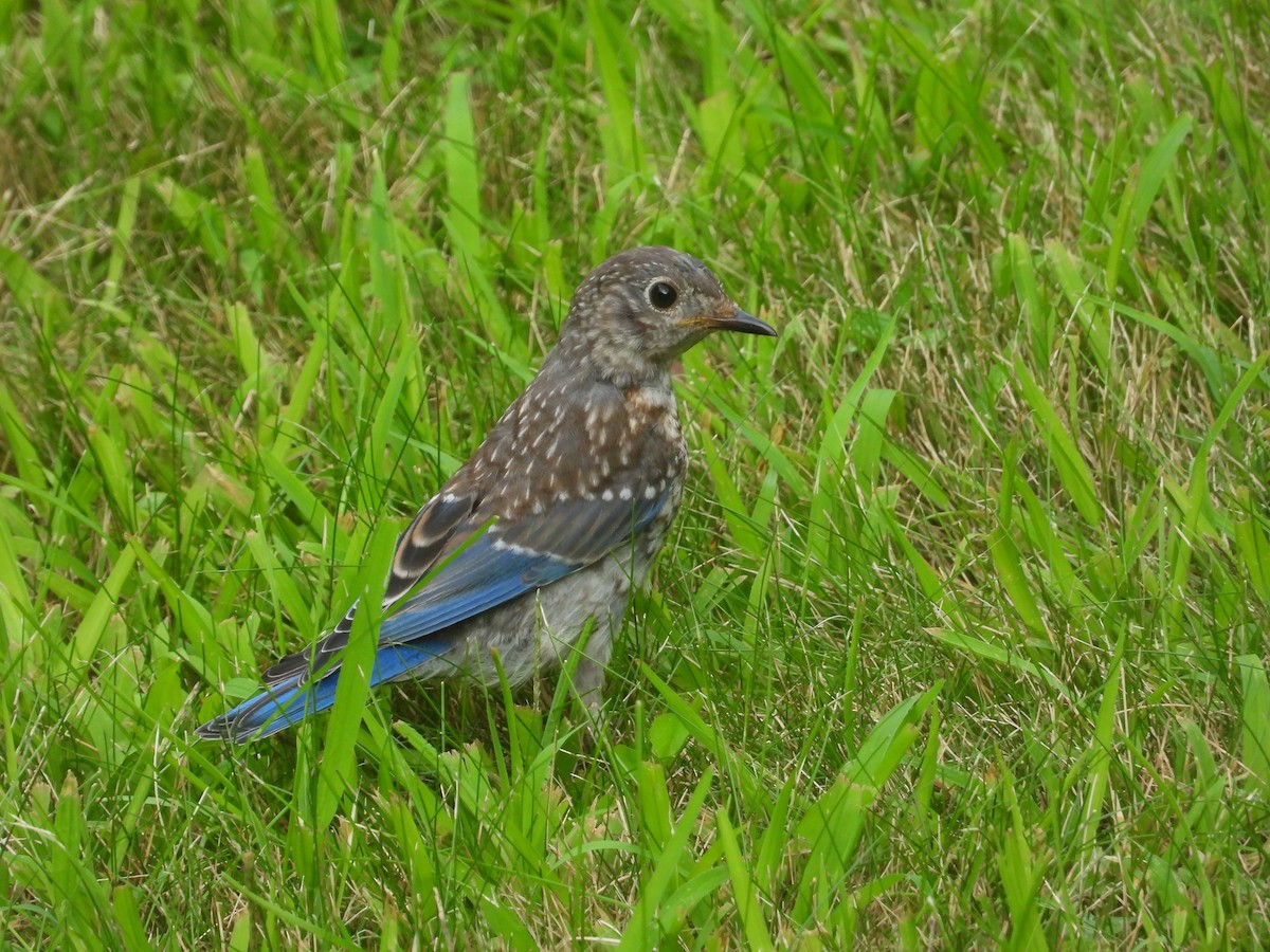 Eastern Bluebird - ML622860042