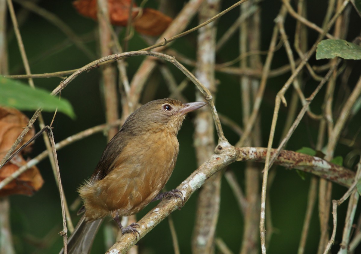 Rufous Shrikethrush - ML622860047