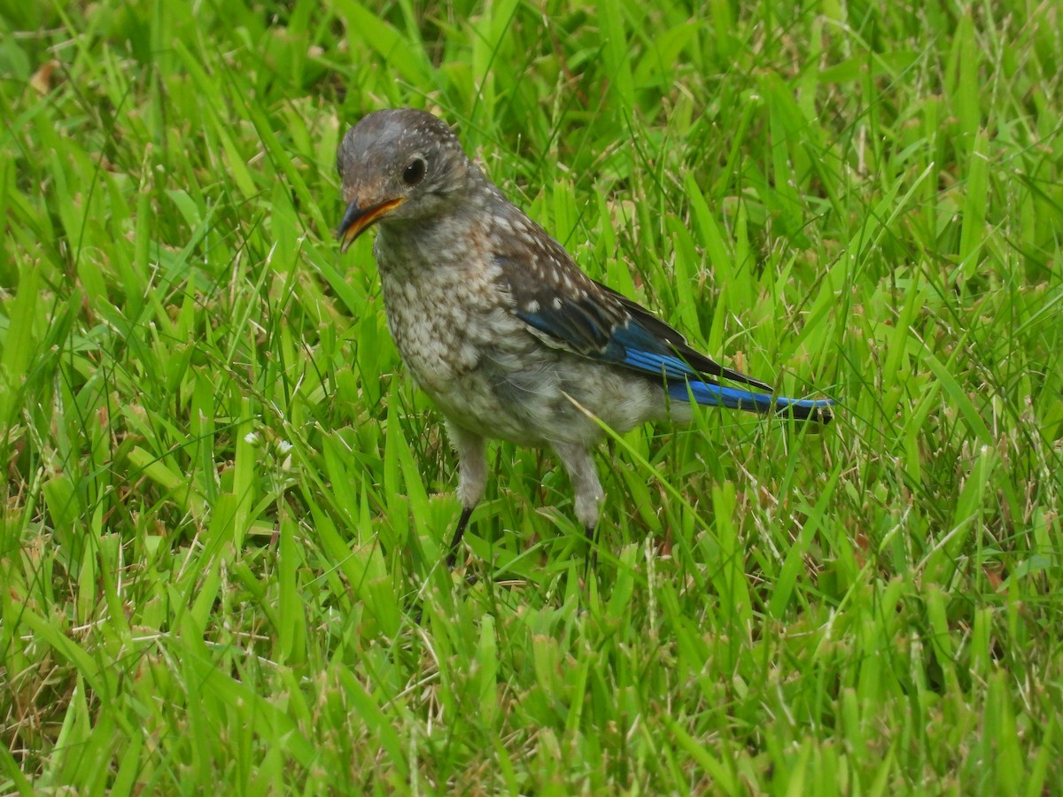 Eastern Bluebird - ML622860059