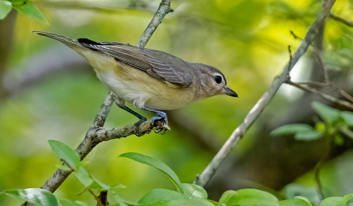 Warbling Vireo - ML622860076