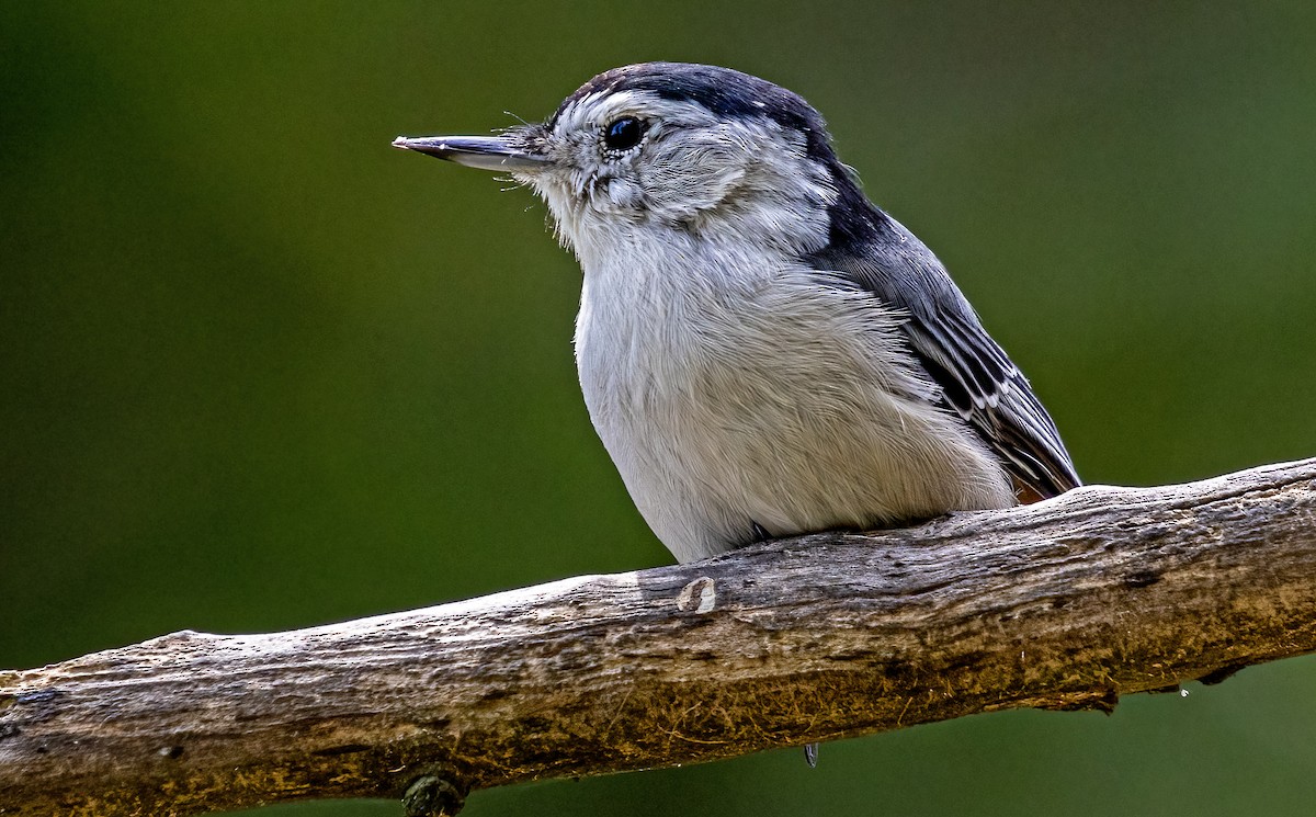 White-breasted Nuthatch - ML622860082