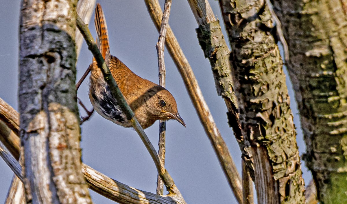 House Wren - ML622860093