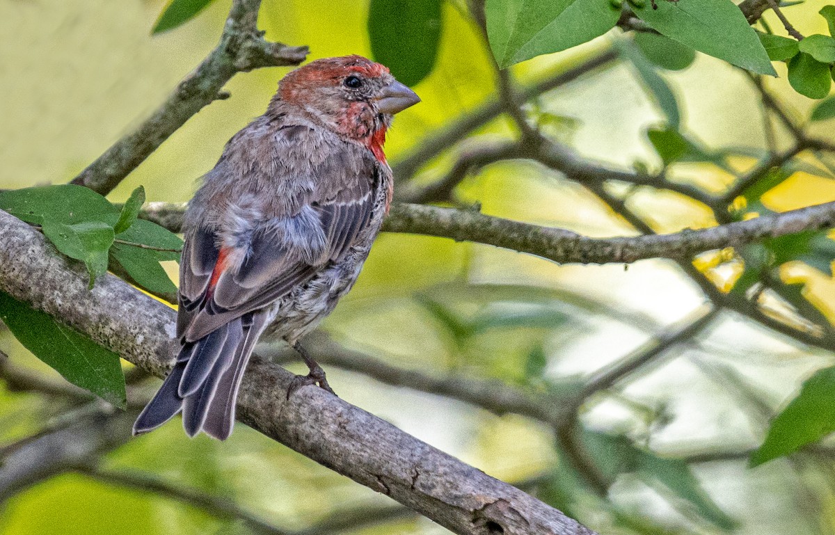 House Finch - ML622860099