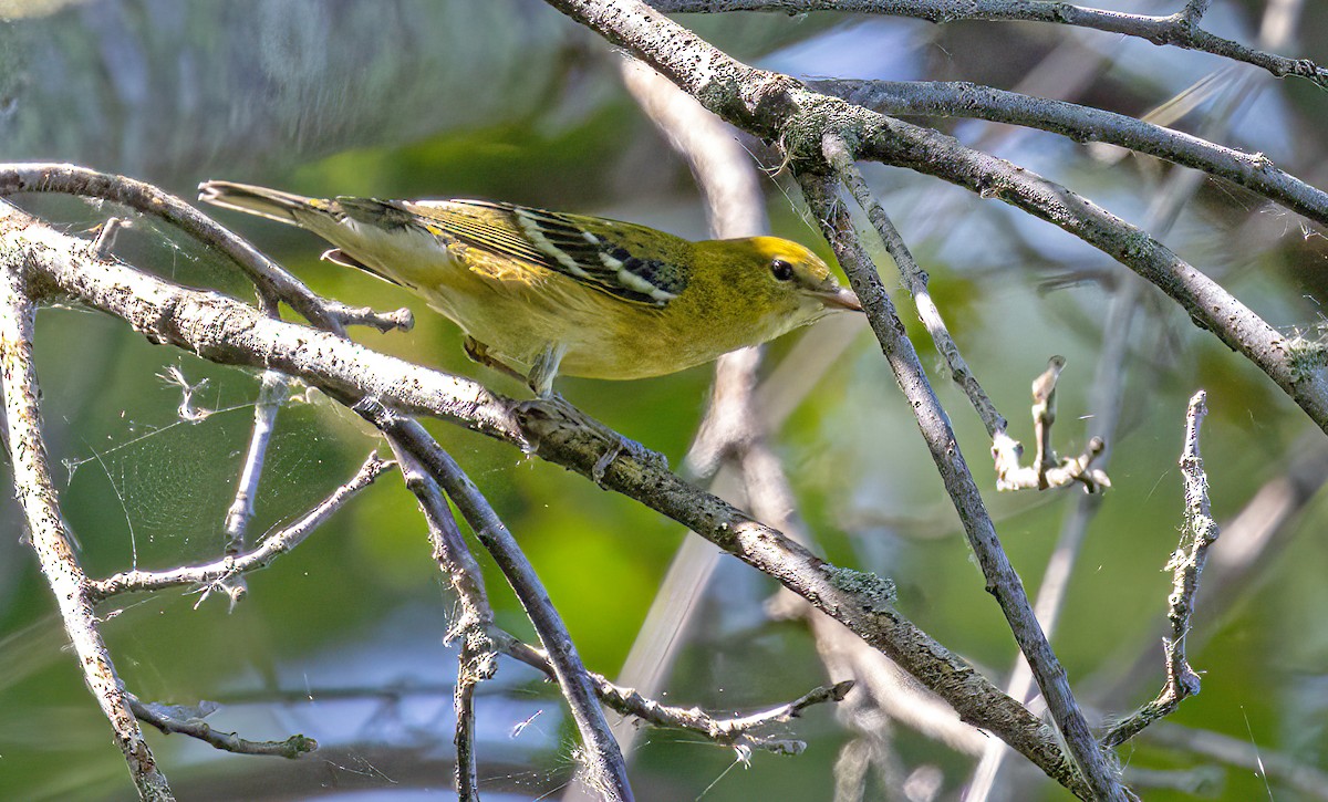 Bay-breasted Warbler - ML622860115