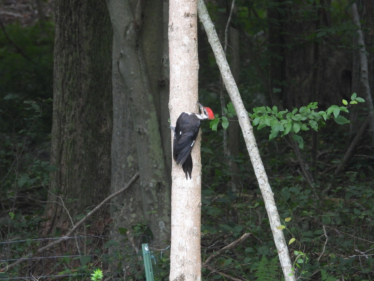 Pileated Woodpecker - ML622860141