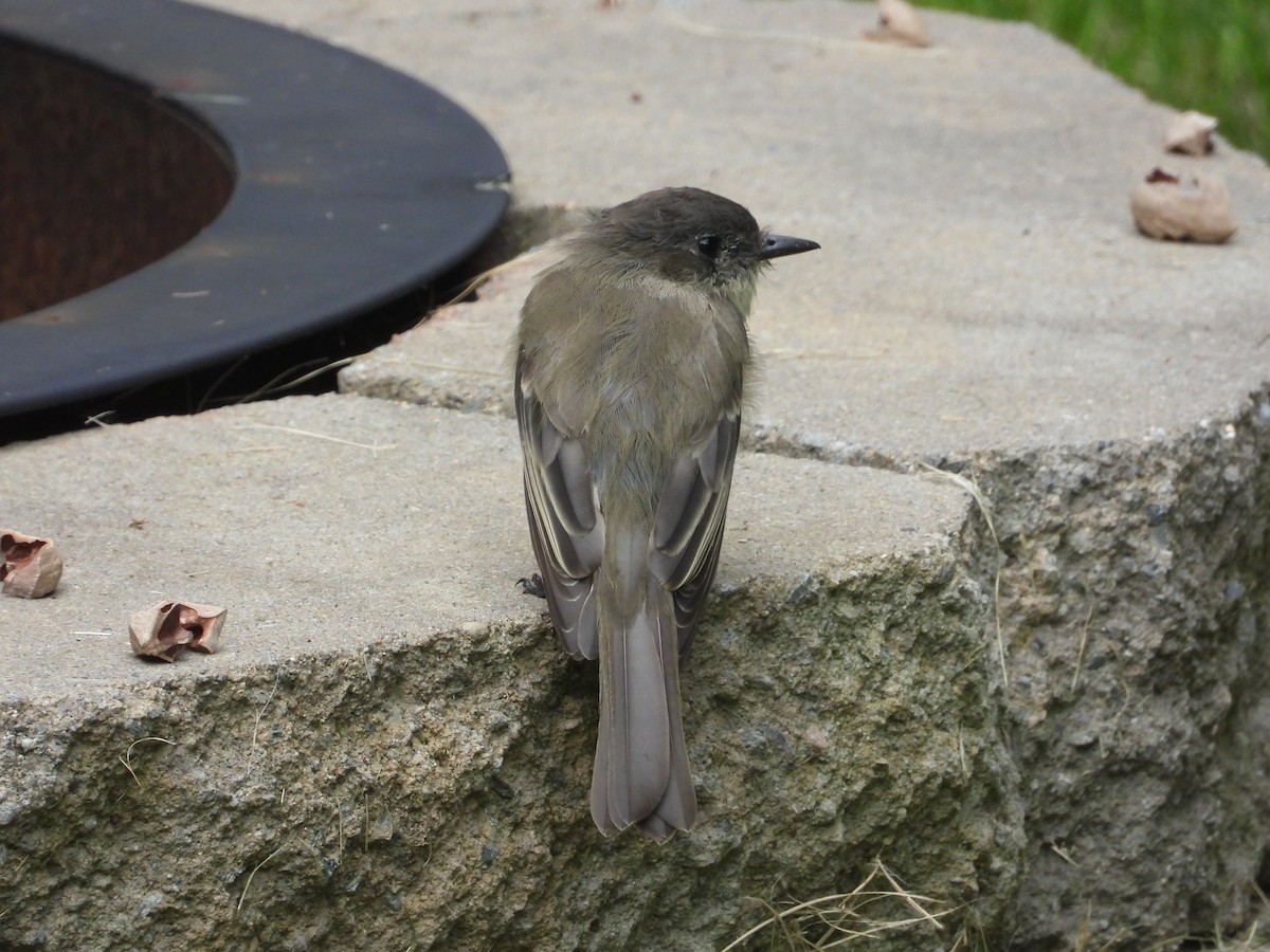 Eastern Phoebe - ML622860146