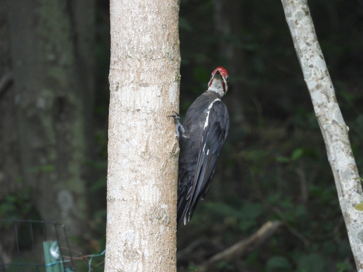 Pileated Woodpecker - ML622860157