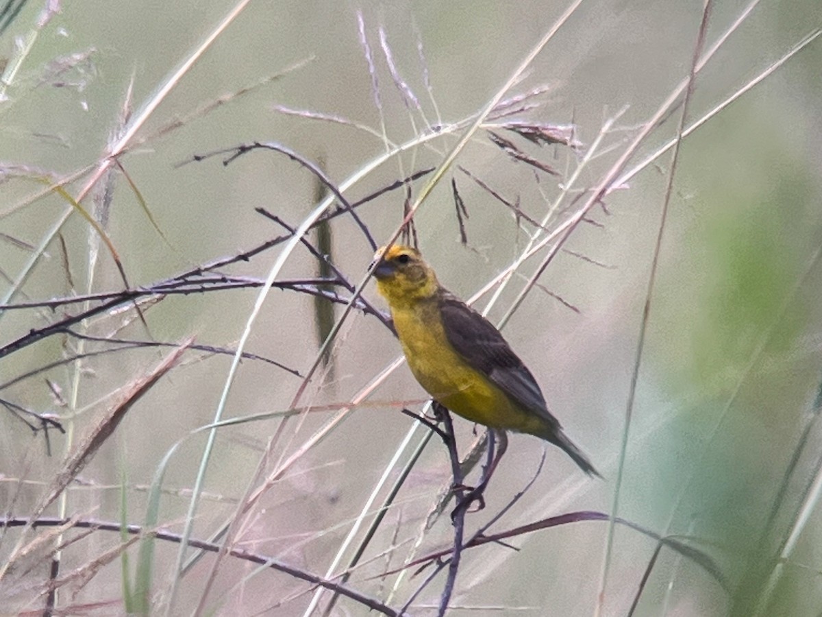 Grassland Yellow-Finch - ML622860178