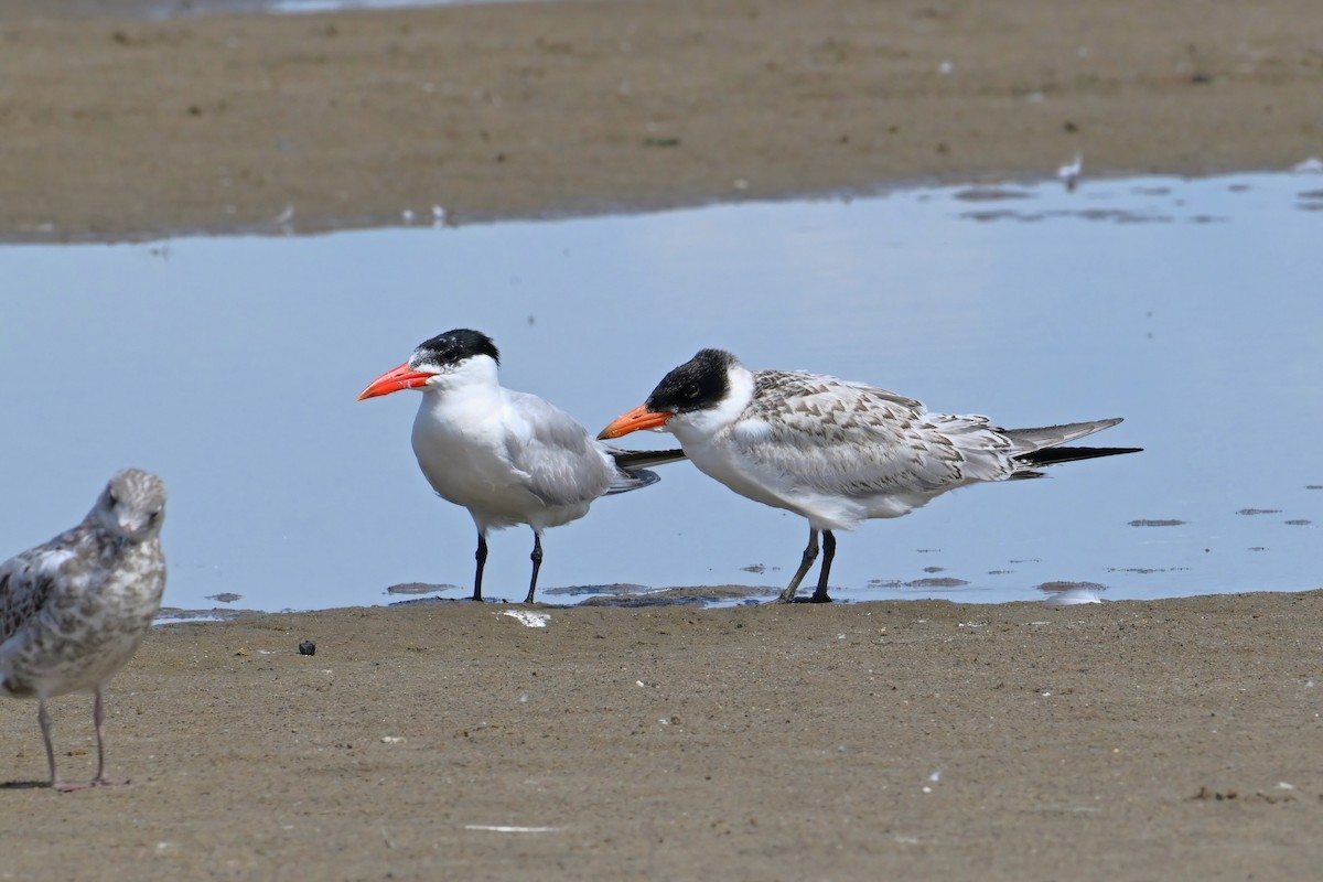 Caspian Tern - ML622860181