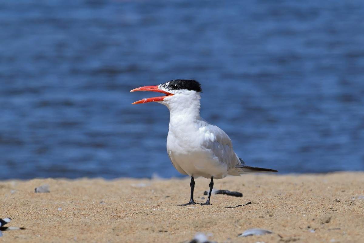 Caspian Tern - ML622860182