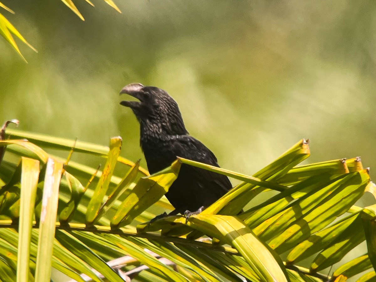 Smooth-billed Ani - ML622860229