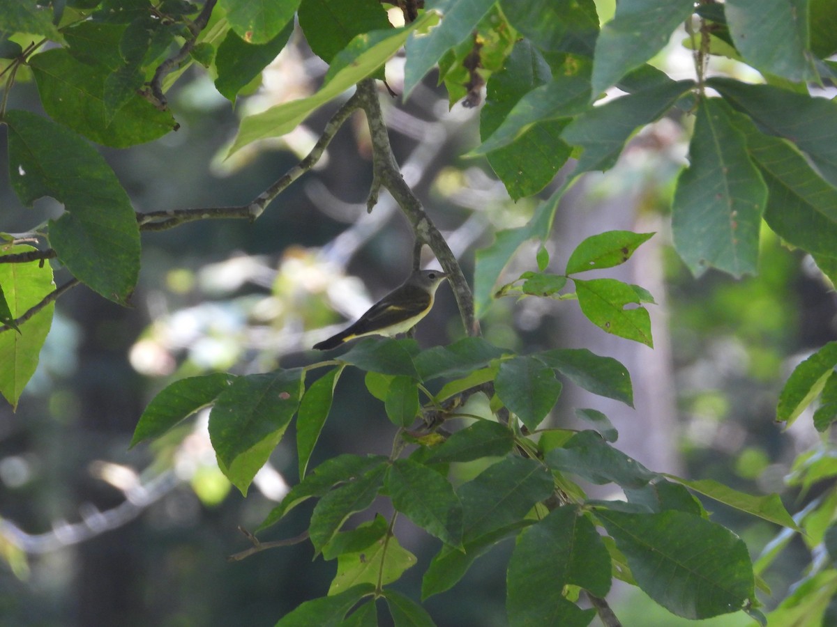 American Redstart - ML622860248