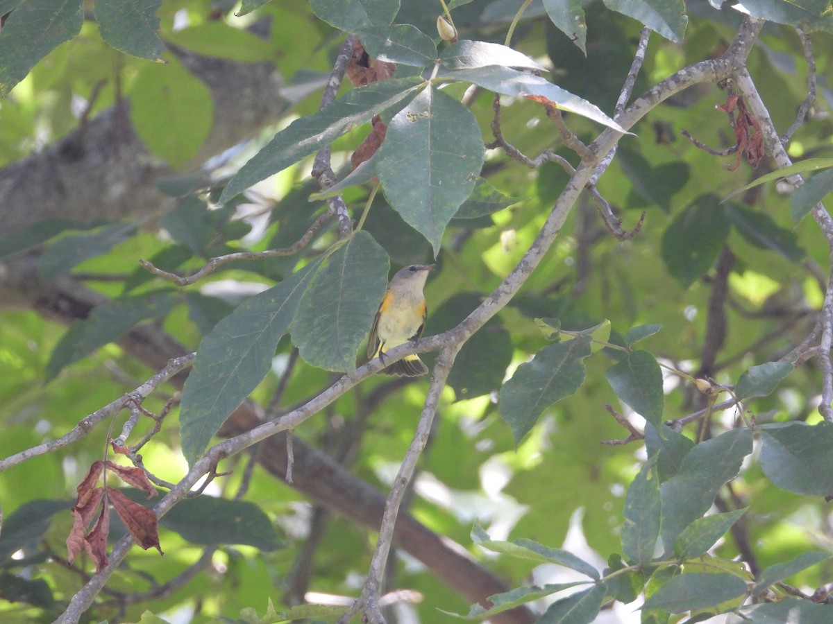 American Redstart - ML622860251