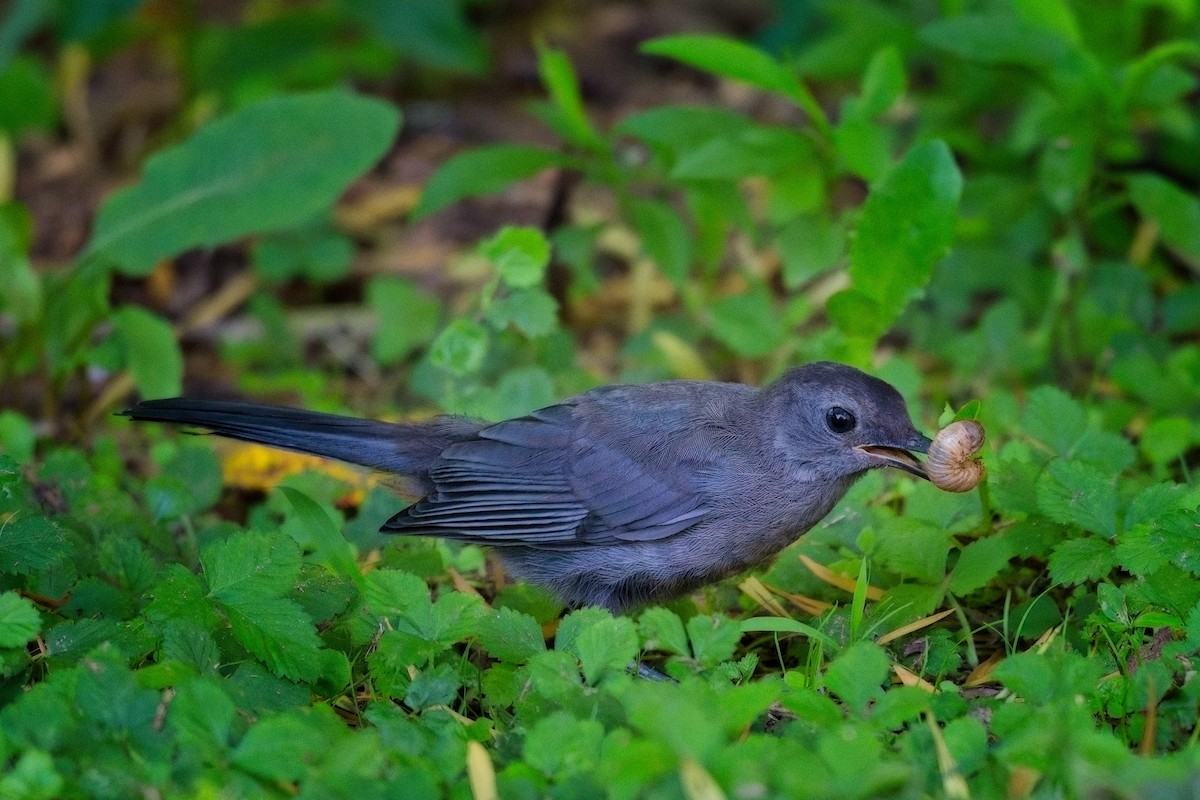 Gray Catbird - ML622860297