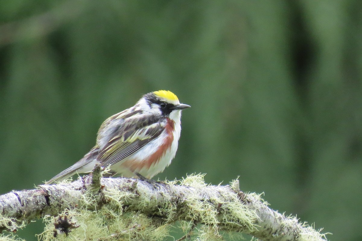 Chestnut-sided Warbler - ML622860298