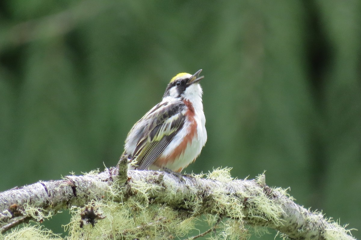 Chestnut-sided Warbler - ML622860299
