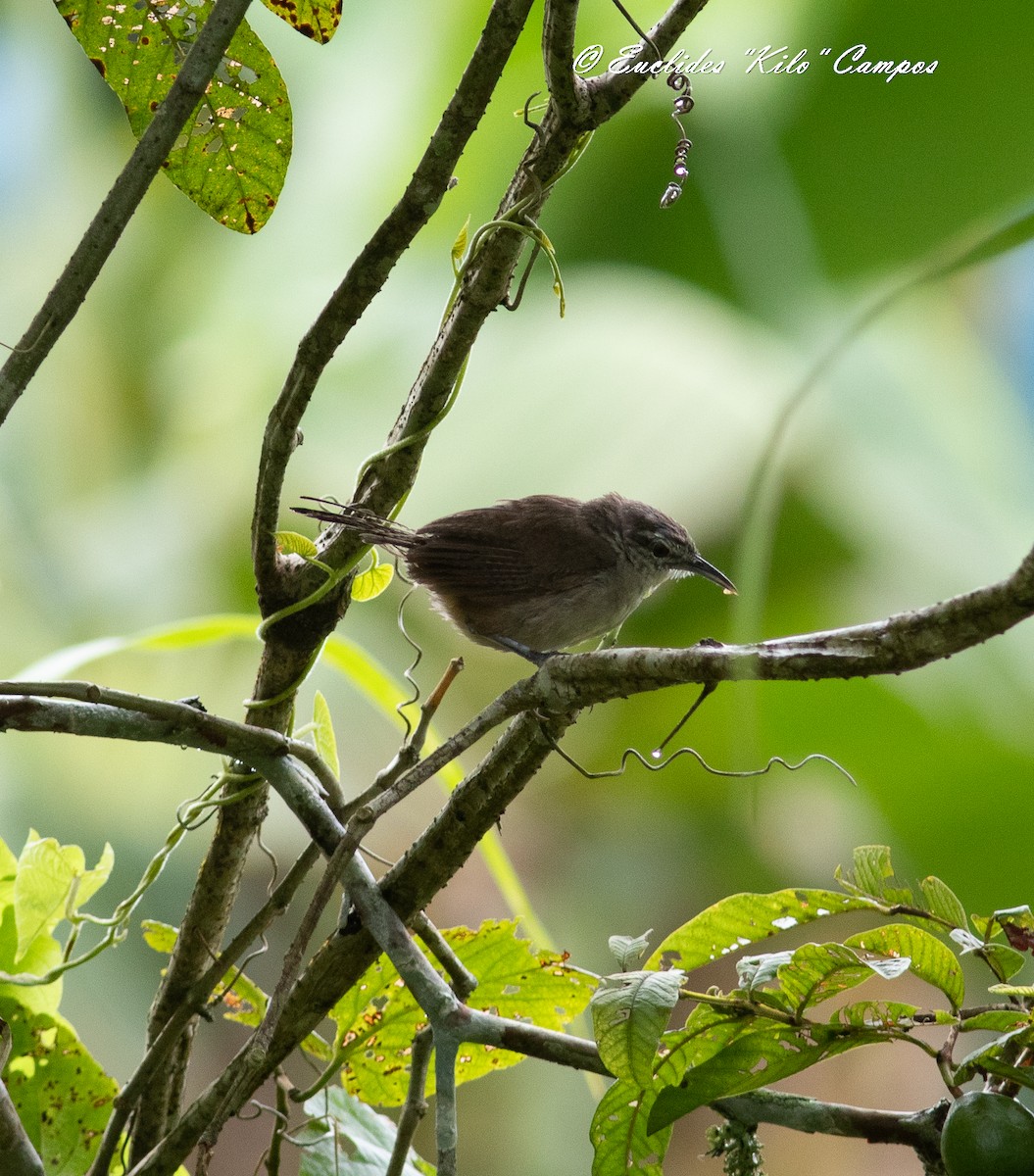 Canebrake Wren - Euclides "Kilo" Campos