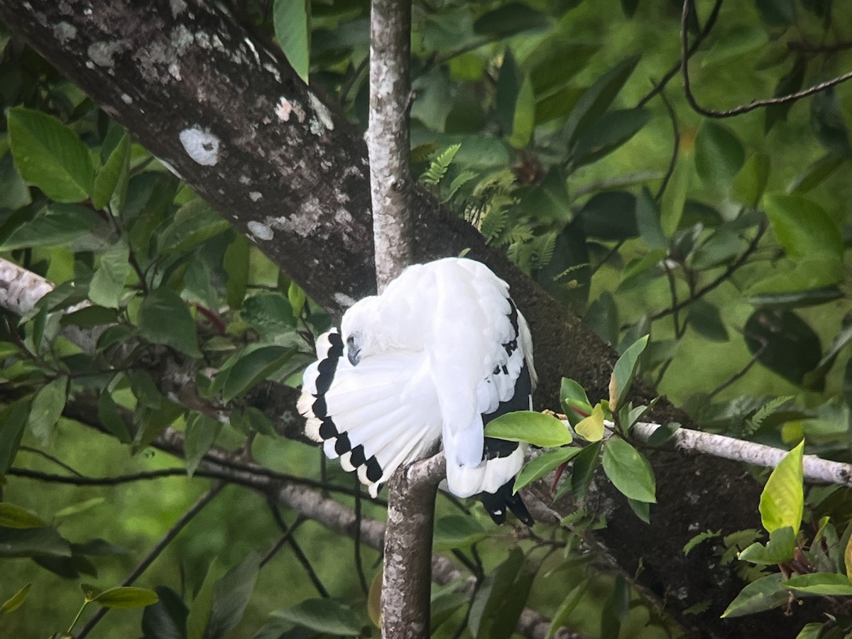 White Hawk - Brenda Sánchez